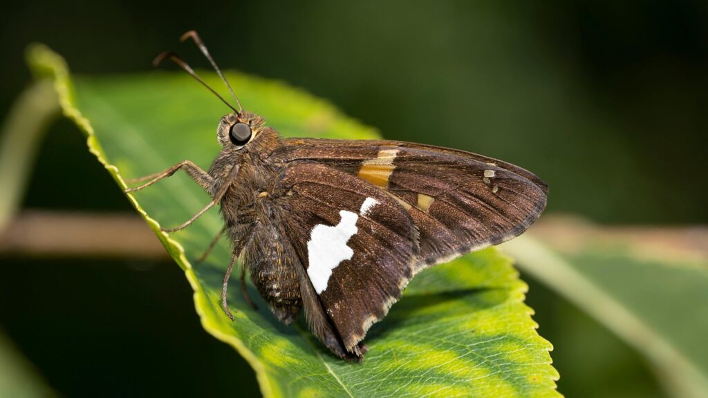 NISAは元本保証があるのか徹底解説する？