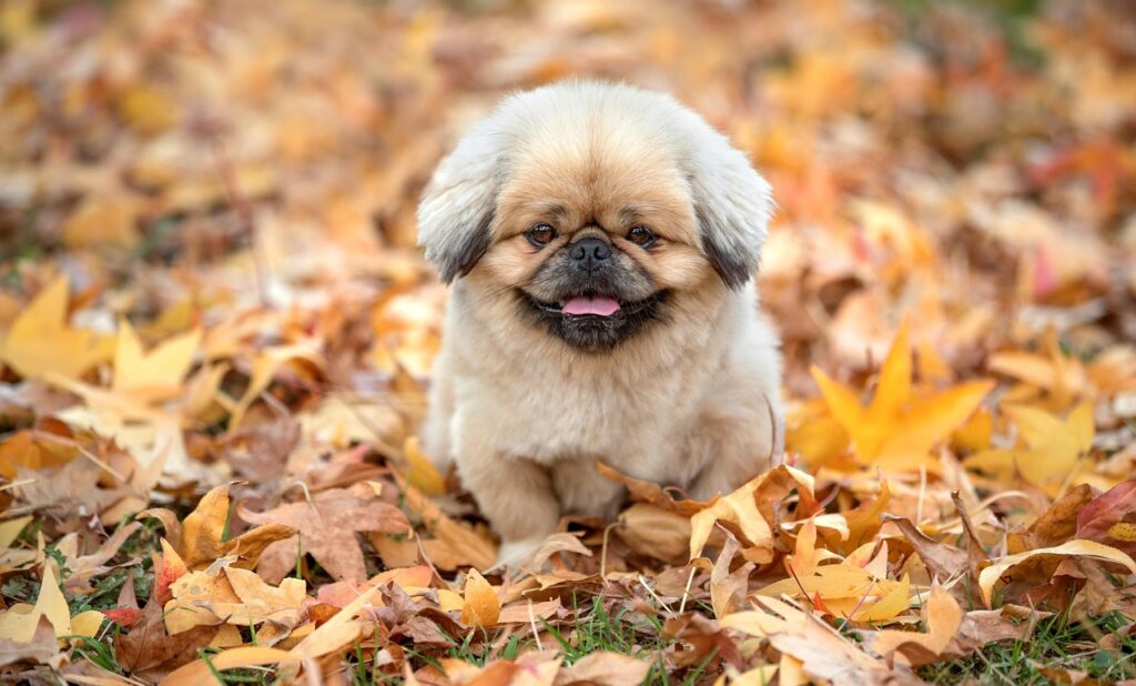 iDeCo掛金の年間上限はいくら？