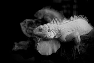 NISAを利用した場合の税金はどうなる？