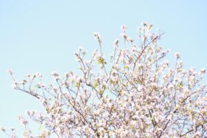 iDeCoのおすすめ商品やプランは何ですか？