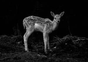 一般NISAだけでは足りない？投資初心者が知っておくべき資産運用のポイントは？