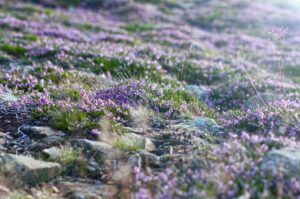 一般NISAの上限はどれくらい？