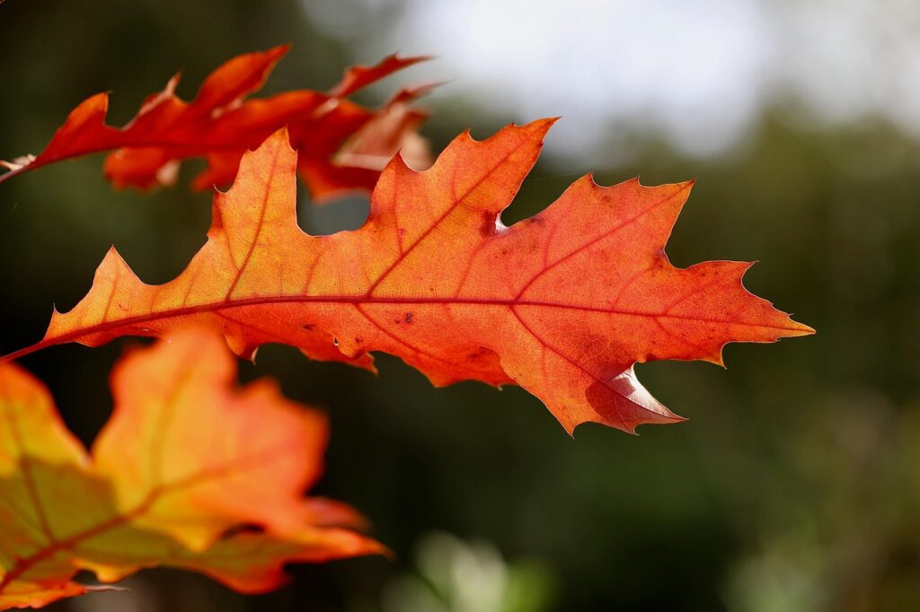 iDeCoの掛金上限はどれくらいですか？