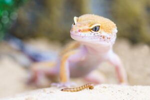 iDeCoは定年後も継続するべきか？
