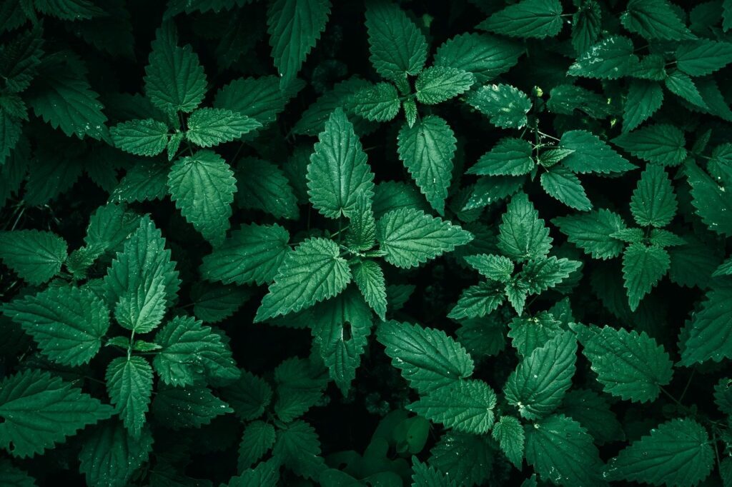 一般NISA と iDeCo 結局どっちを選ぶべき？